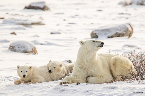 Family Bears