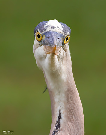 Great Blue Heron