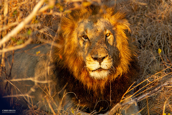 Afternoon Male Lion - Limited Edition
