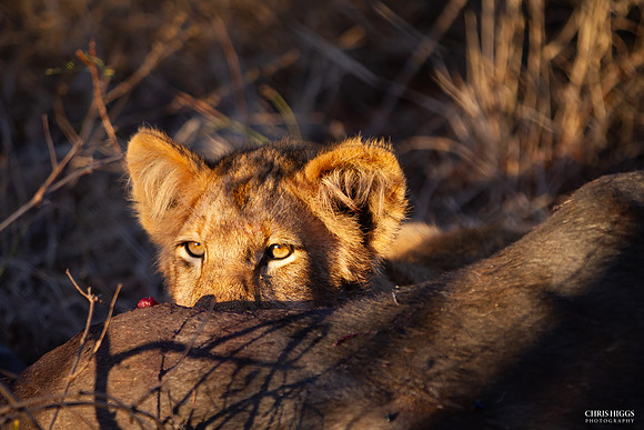 Lion Cub of Sabi Sands