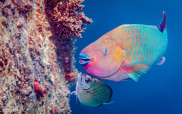 Rainbow Parrotfish - Limited Edition