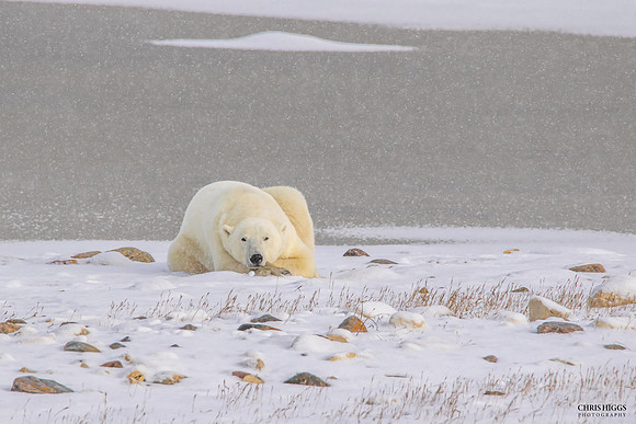 Lone Polar Bear  - Limited Edition