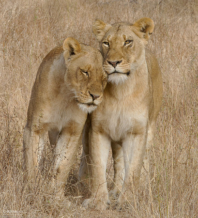 Younger Love