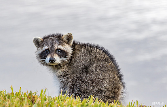 Raccoon