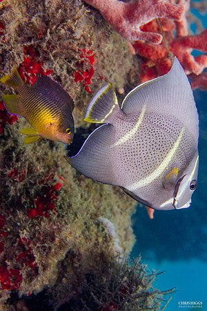 Juvenile French Angelfish  4