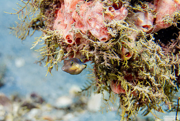 Sharpnose Puffer