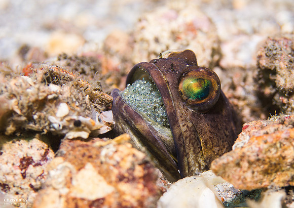 Banded Jawfish