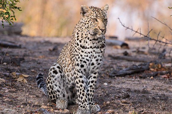 Leopard Posting Up