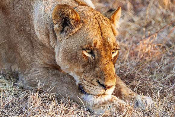 Female Lion