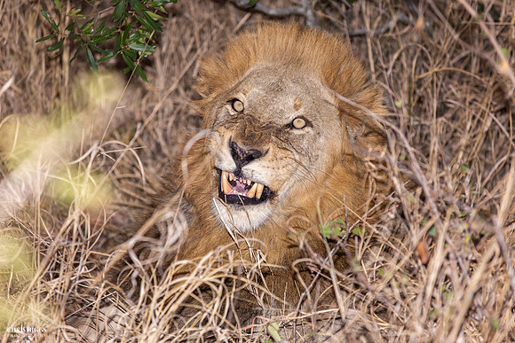 Angry Male Lion