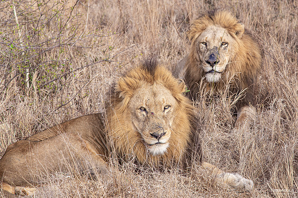 Leaders of the Pride