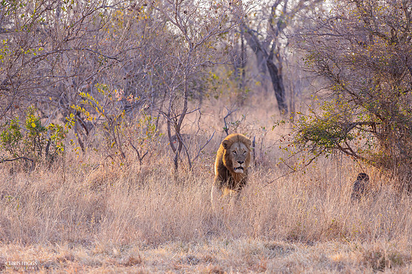 Charging Male Lion