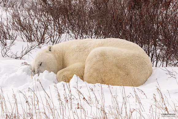 Sleeping Polar Bear
