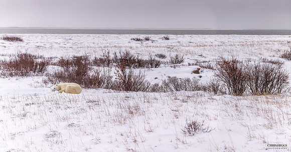 Polar Panorama - 1