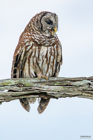 Barred Owl - Callout