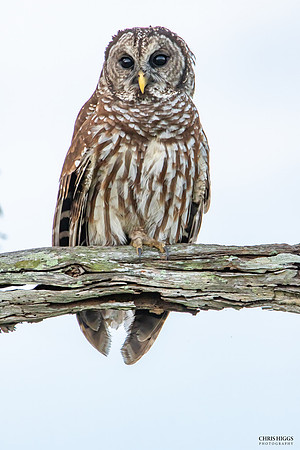 Barred Owl - Portrait -2