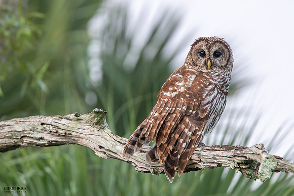 Barred Owl - Morning Watch  - 1