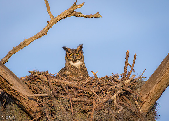 Great Horned Owl - Ormond Beach