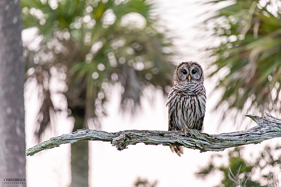 Barred Owl - Morning Watch - 3