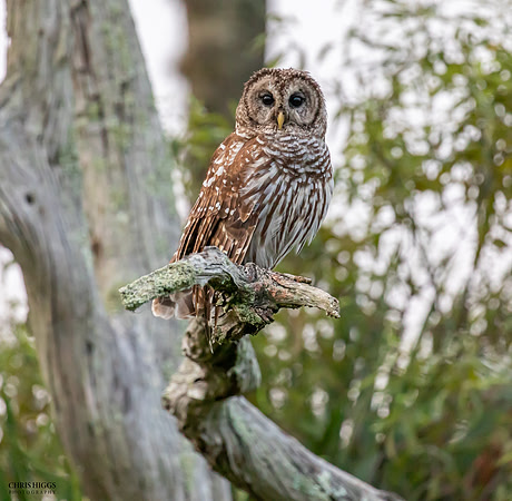 Barred Owl - Dawn Watch