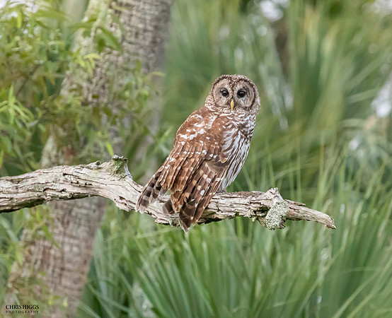 Barred Owl - Morning Watch - 4