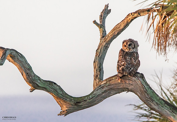 Barred Owl - Orlando Wetlands