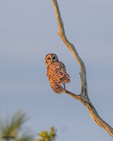 Barred Owl - Orlando Wetlands Watch