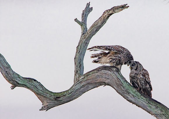 Barred Owl - Nuzzle
