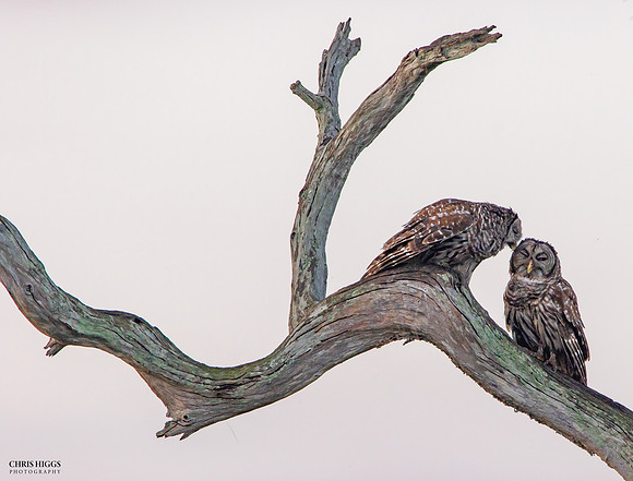 Barred Owl - Itchy