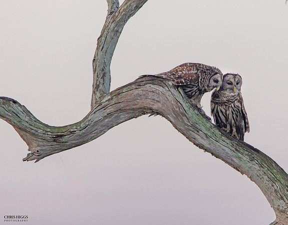 Barred Owl - Lovers