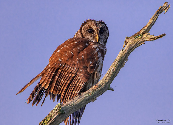 Barred Owl - Orlando Wetlands - 1