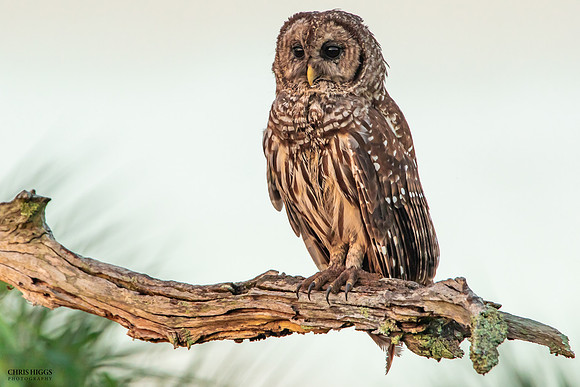 Barred Owl - Orlando Wetlands - 1