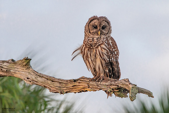 Barred Owl - Orlando Wetlands - 1