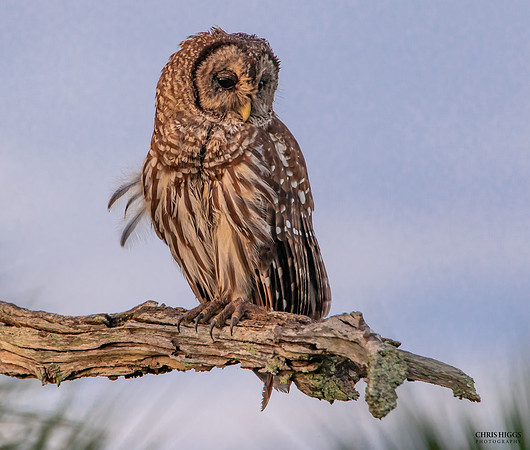 Barred Owl - Shy