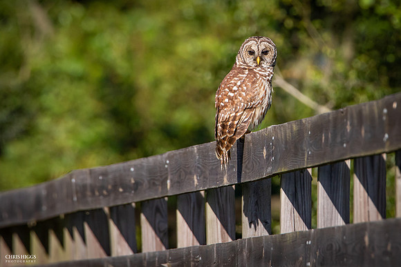 Barred Owl - Lake Harney