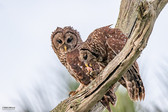 Barred Owl - Sharing Lunch