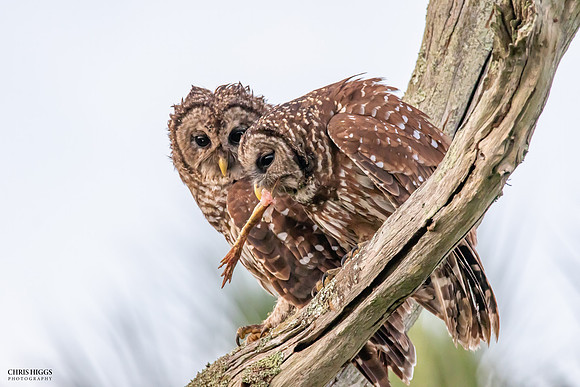 Barred Owl -  Foot in Mouth