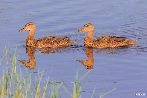 Black Bellied Whistling Duck (3)