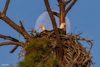Twin Eagle Moonset After Sunrise - Bald Eagles