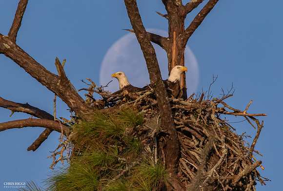 Twin Eagle Moonset After Sunrise - Bald Eagles