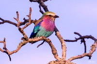 African Birds