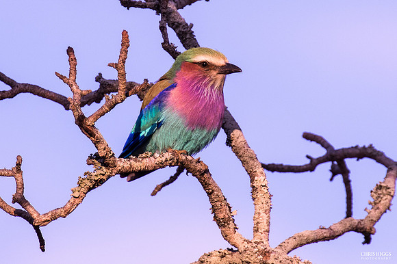 Lilac Breated Roller -3
