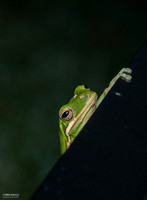 Finger Tip Pullup - Tree Frog