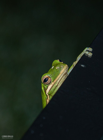 Finger Tip Pullup - Tree Frog