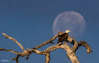 Sunrise Watery Moon