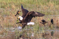 Clear the Runway