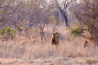Charging Male Lion