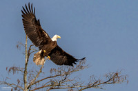 Full Flaps