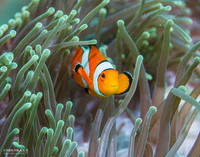 Western Clownfish 2-Edit-2-Edit