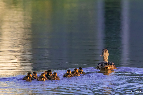 Ducks in a Row Mottled Ducks